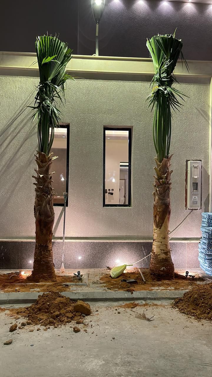 نخل واشنطن زينه أمريكي للبيع 0537883348