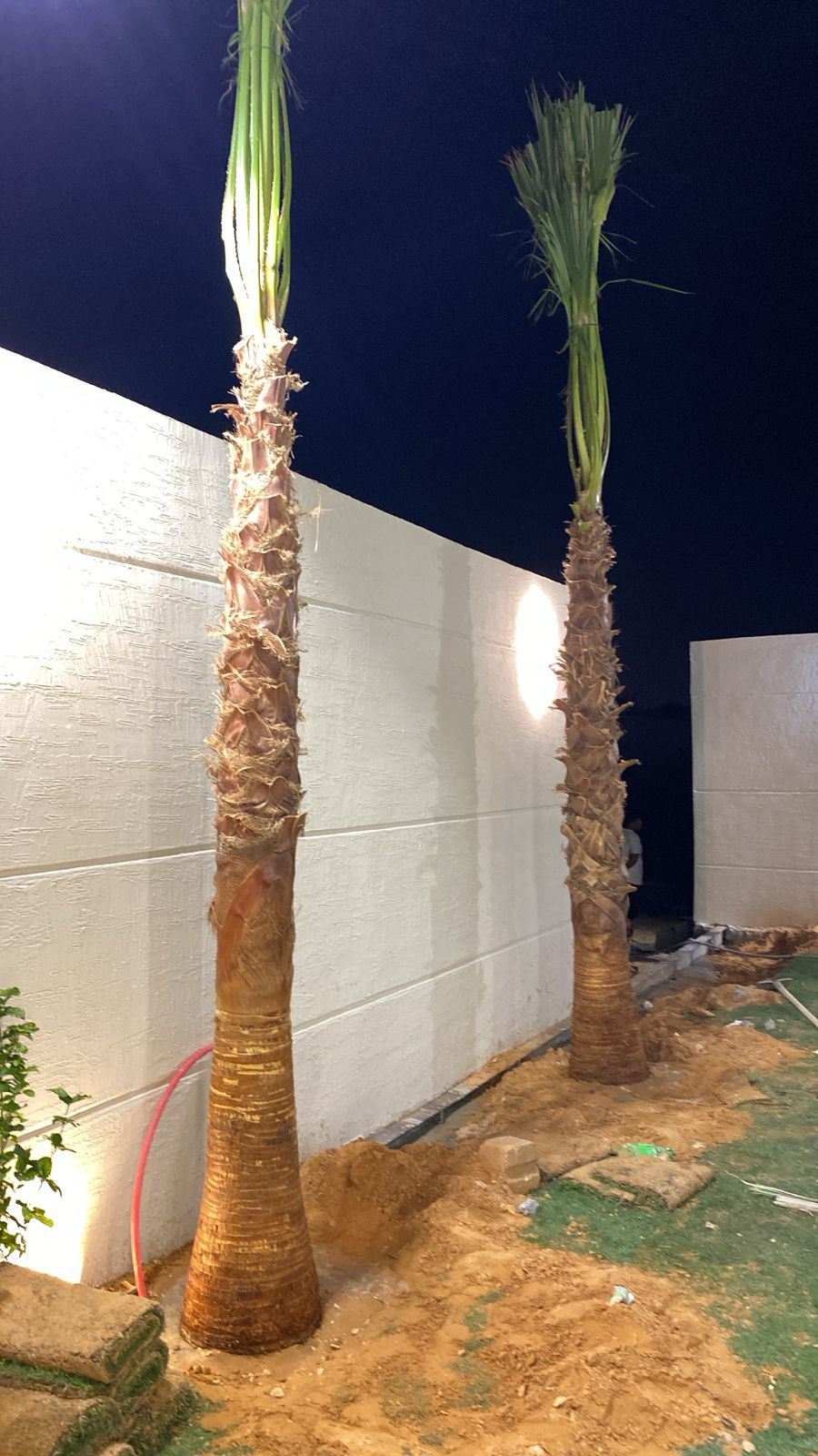 نخل واشنطن زينه أمريكي للبيع 0537883348