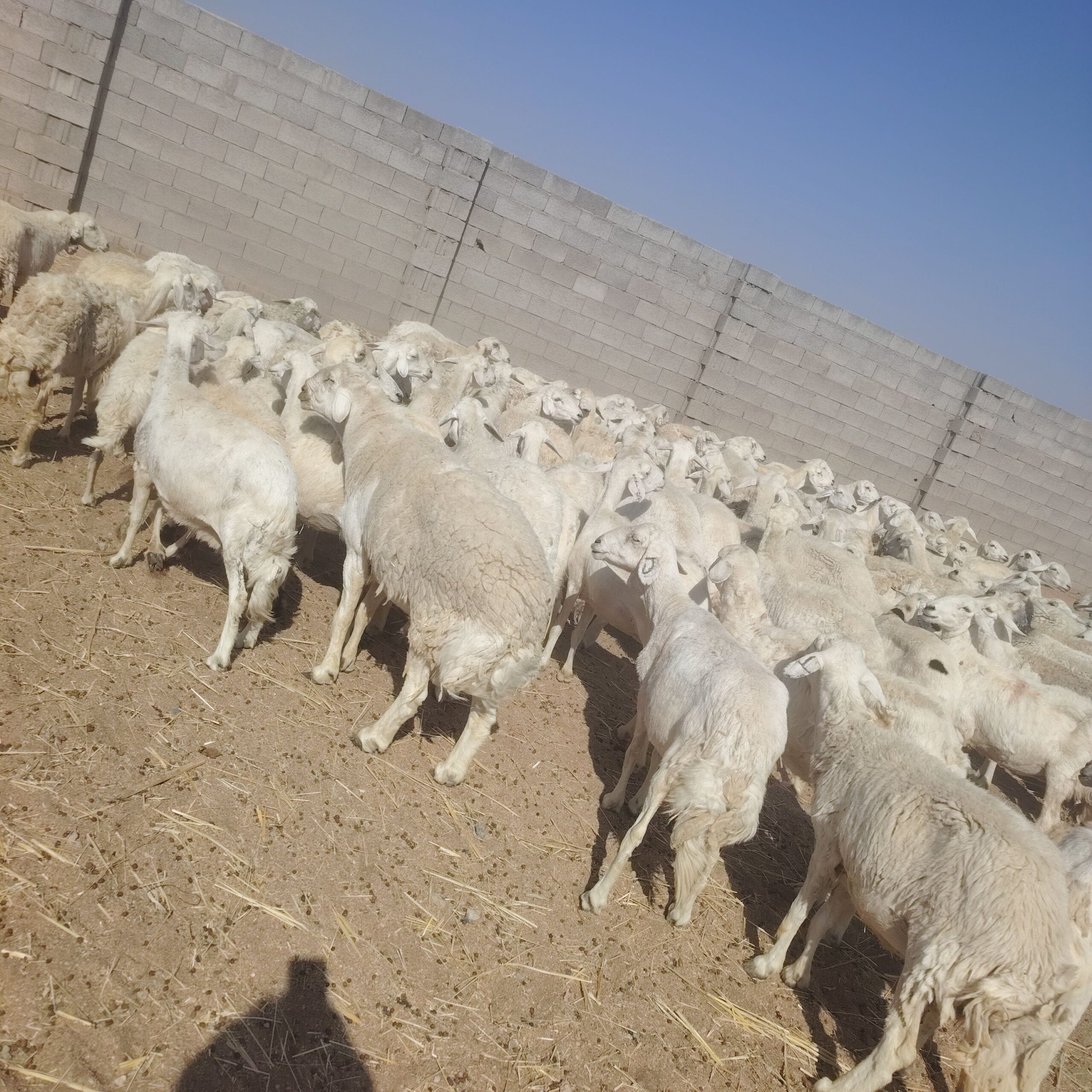 غنم للبيع حريات مقنوي حرش