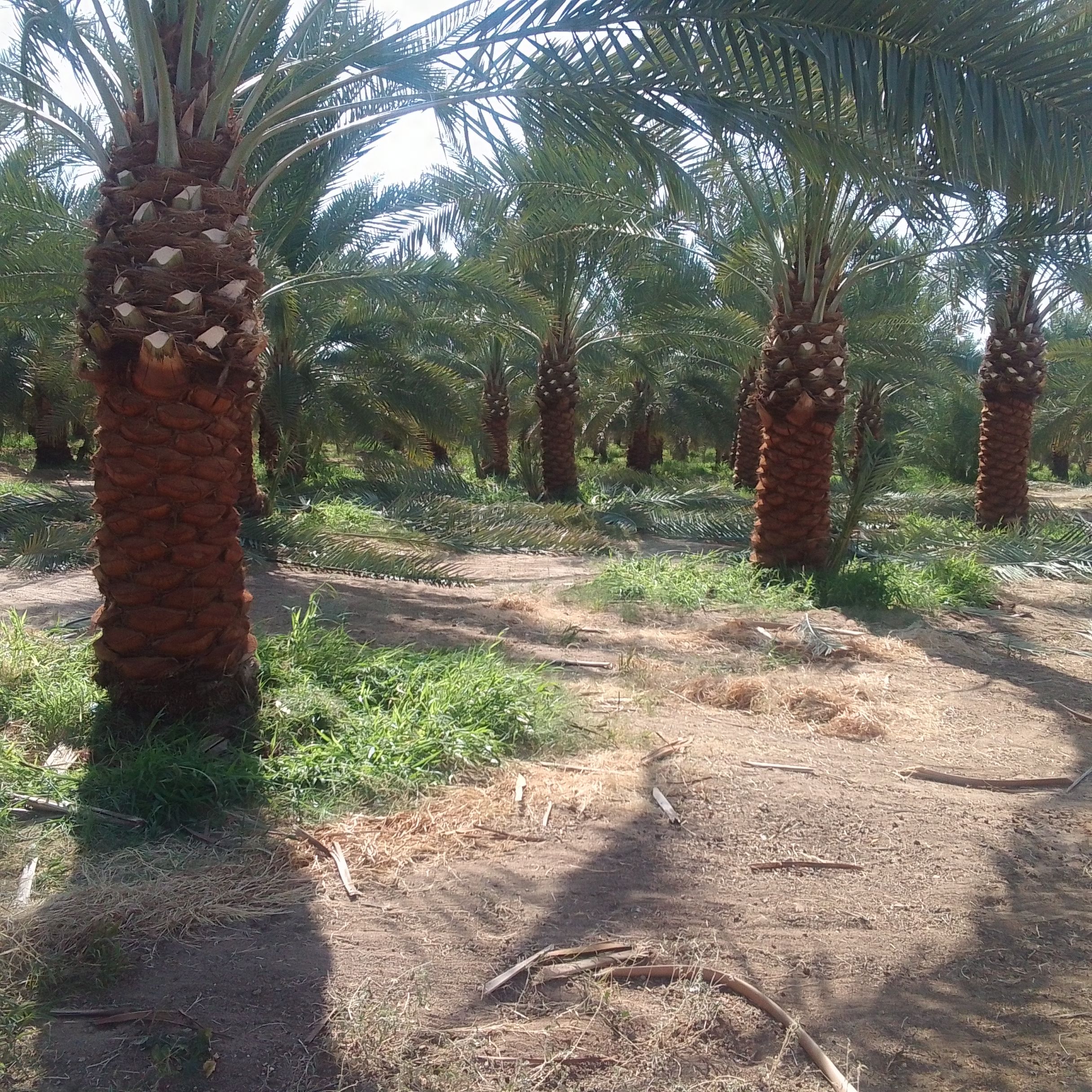 نجران الجربه