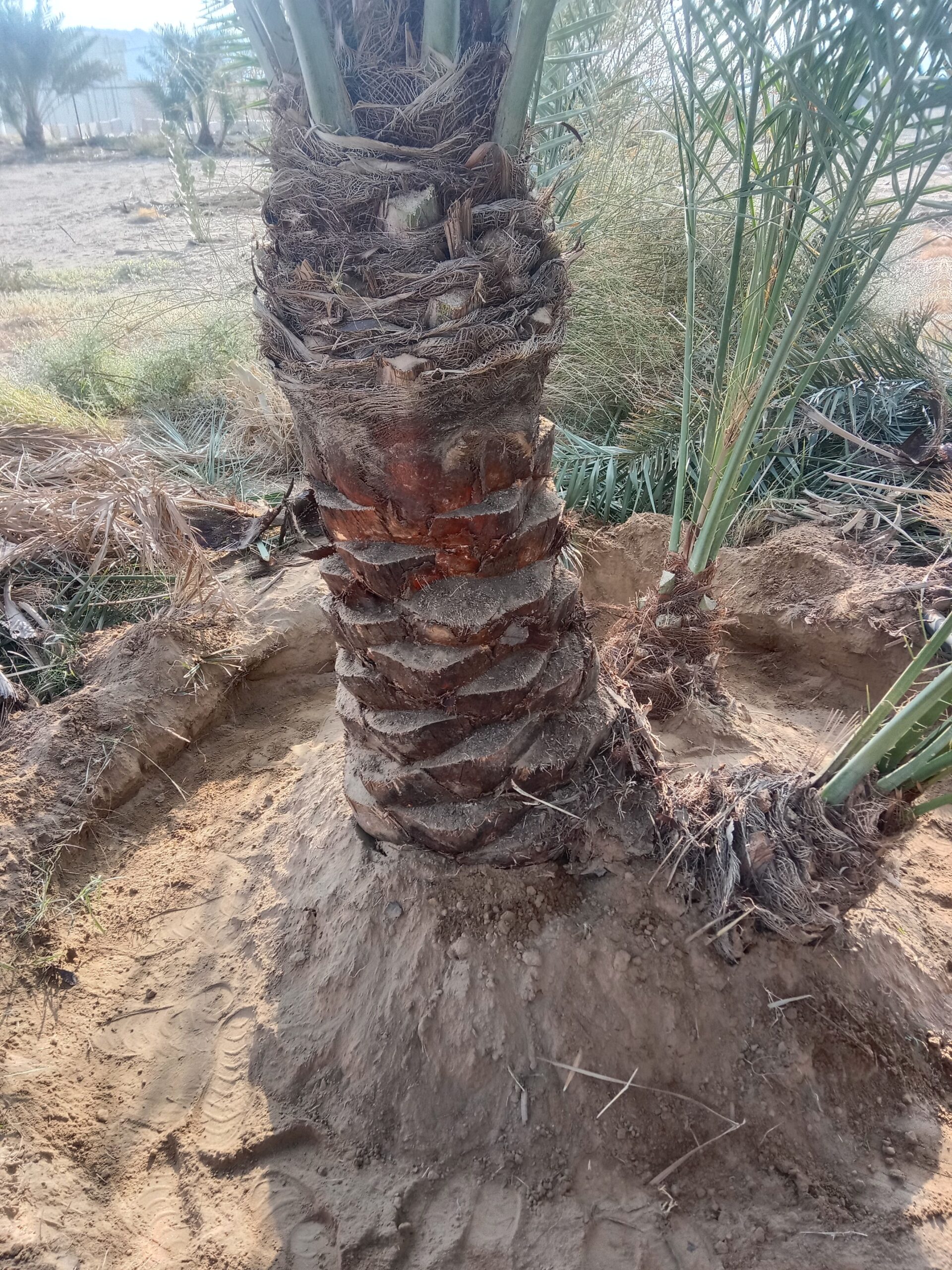 حبونا المنتشر