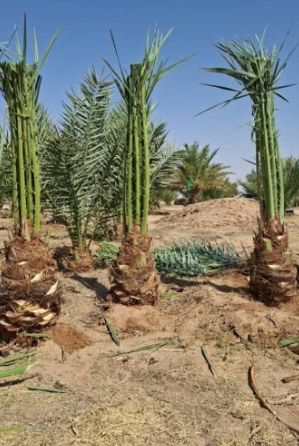 ابو سالم لجميع انوعا انخيل العربي ووشنطني الجوال 0