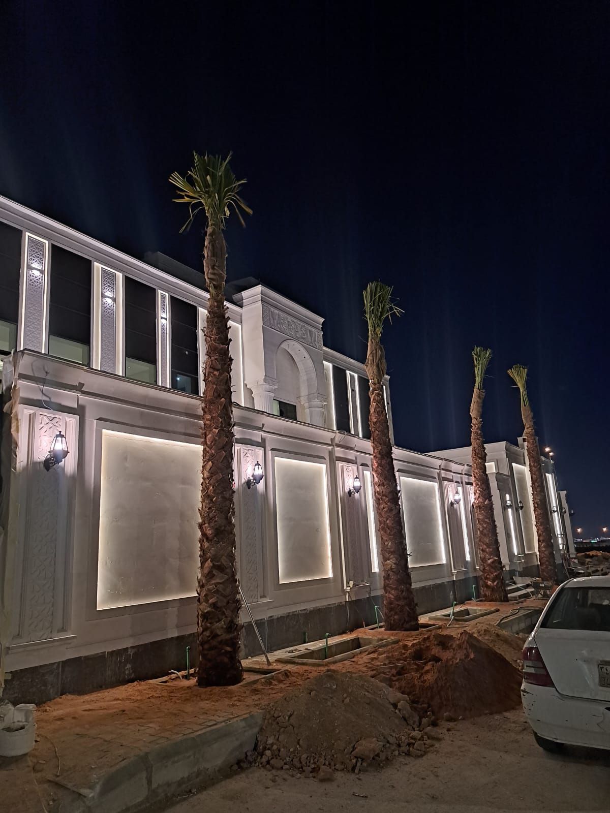 نخل واشنطن زينه أمريكي للبيع