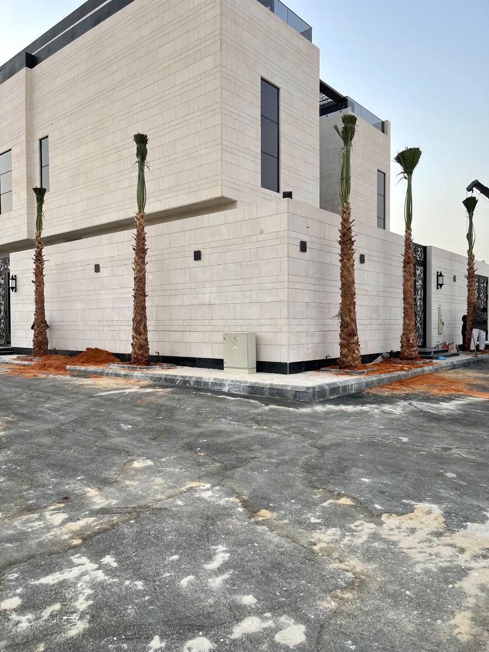 نخل واشنطن زينه أمريكي للبيع