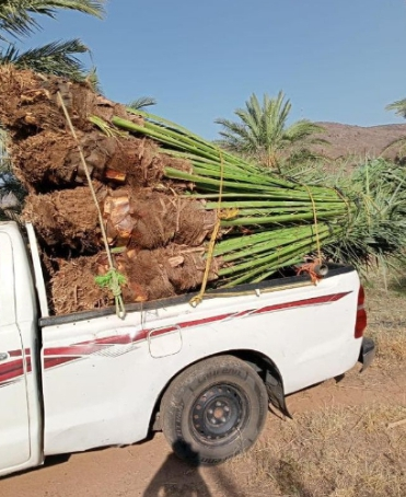 ابو سالم لجميع انوعا انخيل العربي ووشنطني الجوال 0