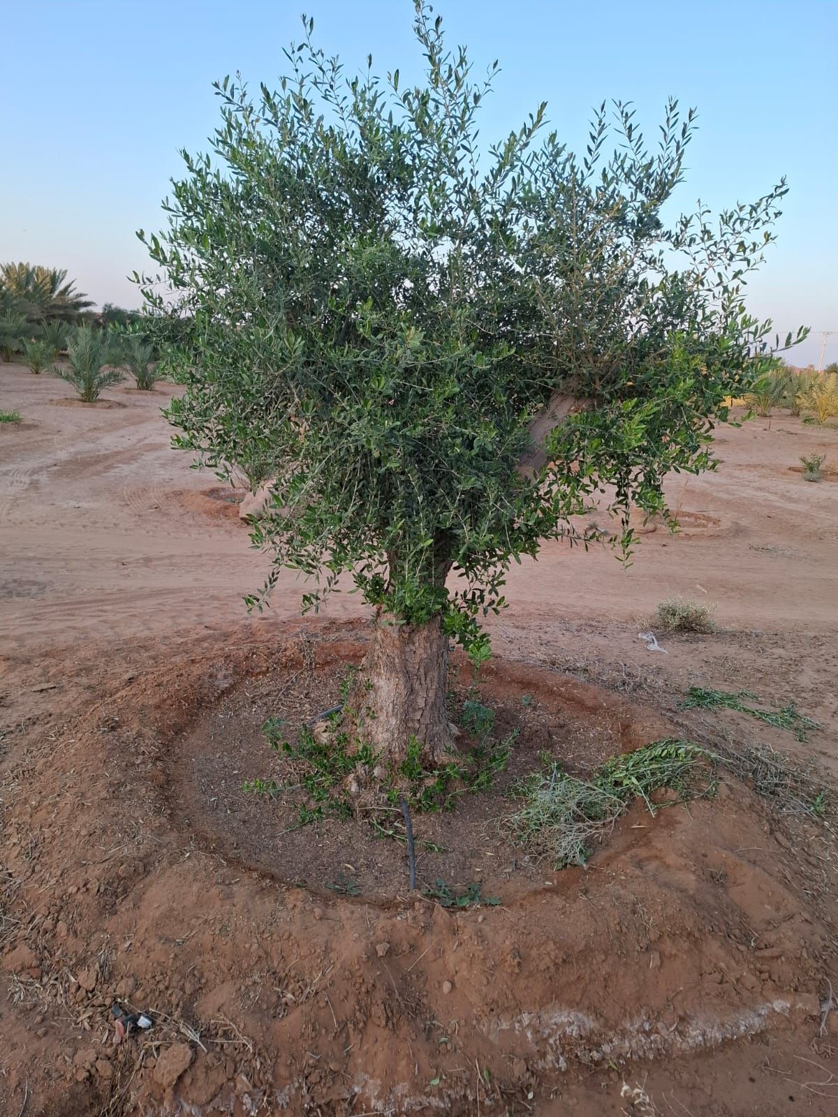 يوجد الدنيا زيتون بجميع أنواعها كبار وسط سغار