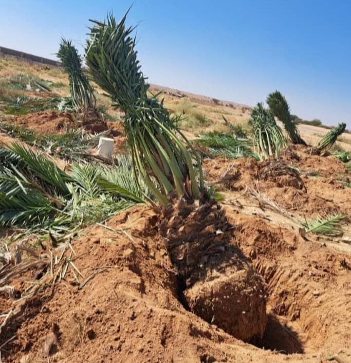 نخل للبيع جده مكه