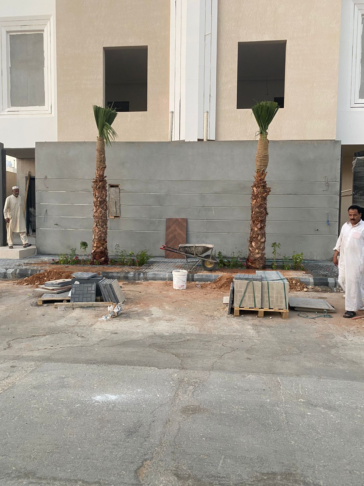 نخل واشنطن زينه أمريكي للبيع 0537883348