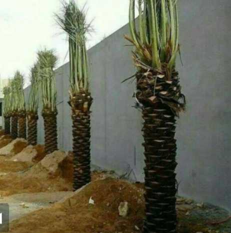 ابو سالم لجميع انوعا انخيل العربي ووشنطني الجوال 0