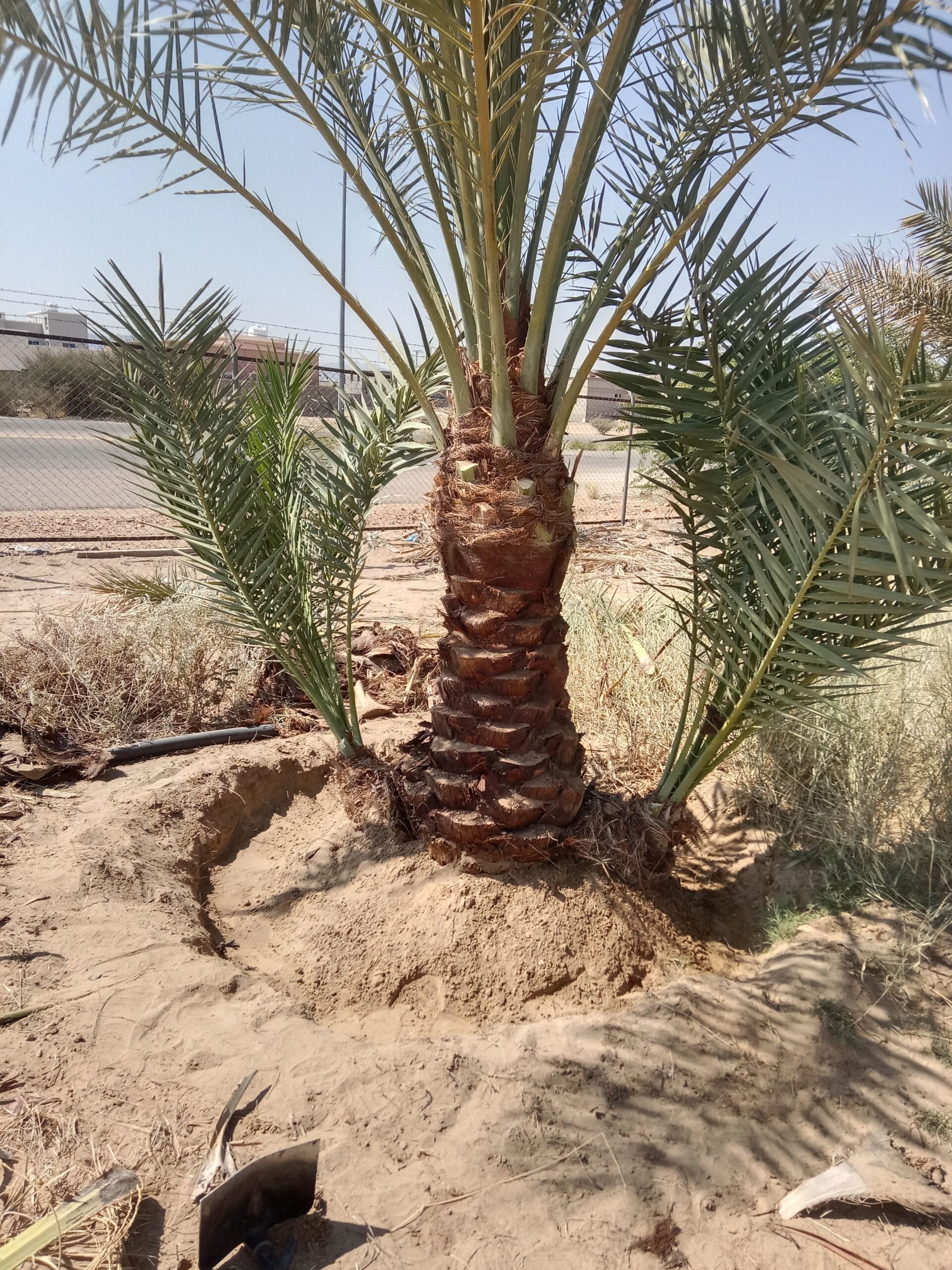 حبونا المنتشر