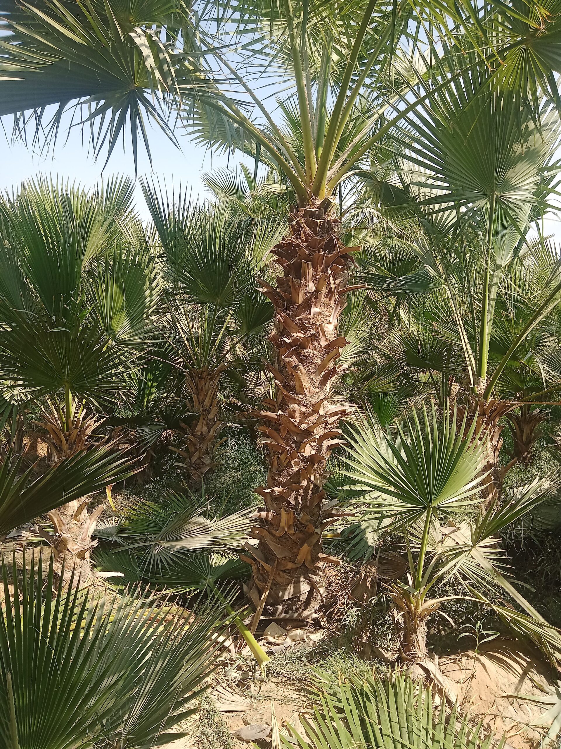 يوجد لدينا نخل وشنطني زينه البيع جميع المقاسات وبس