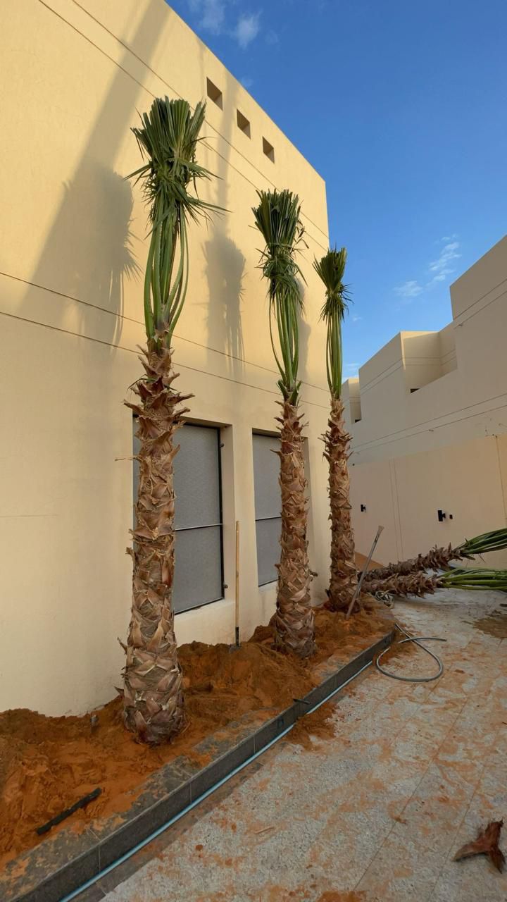 نخل واشنطن زينه أمريكي للبيع