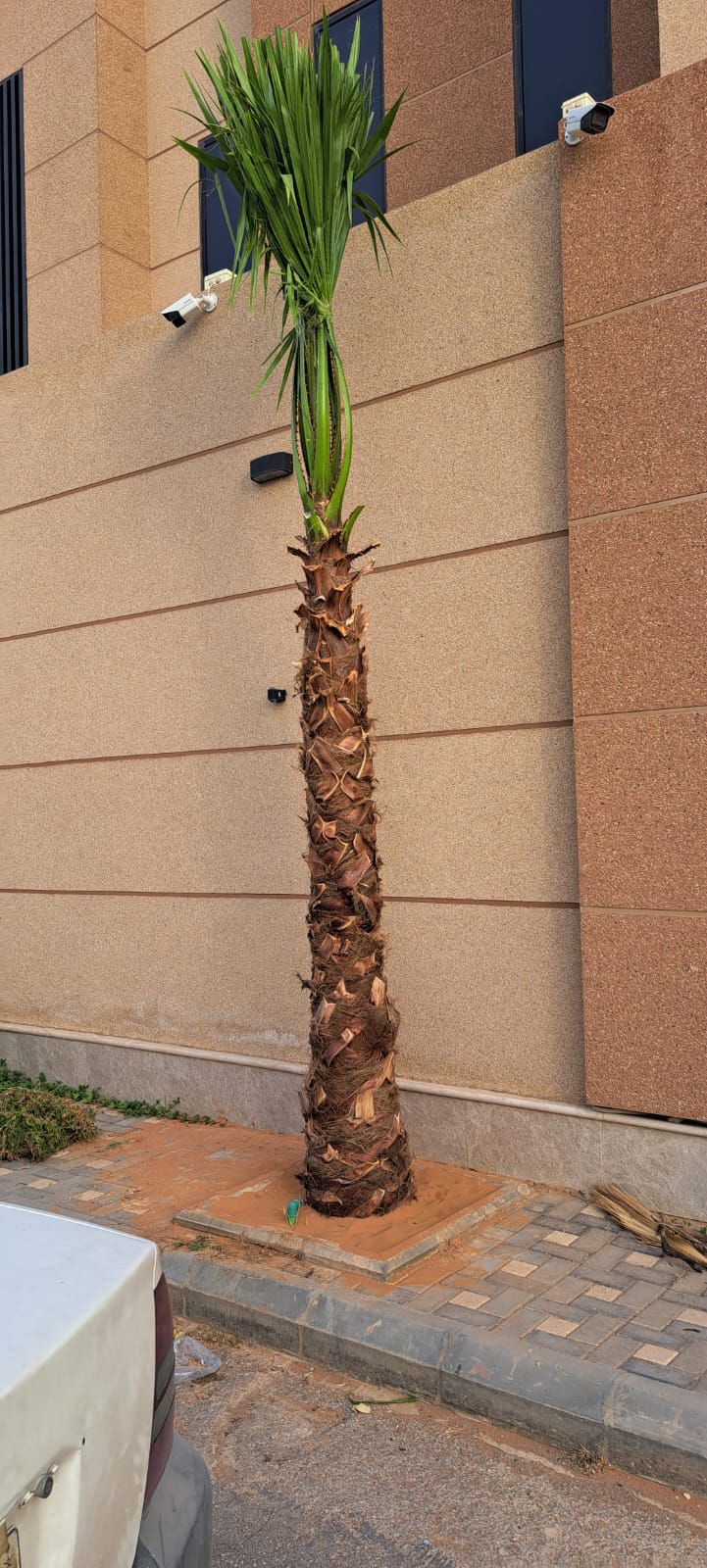 نخل واشنطن زينه أمريكي للبيع 0537883348