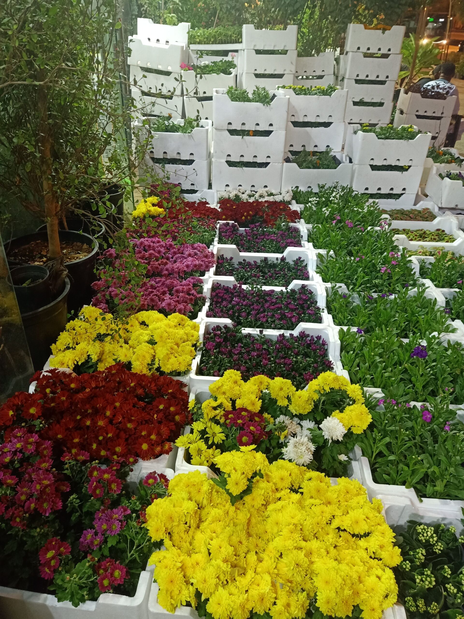 مشتل زراعي حي الملقا طريق الملك سلمان