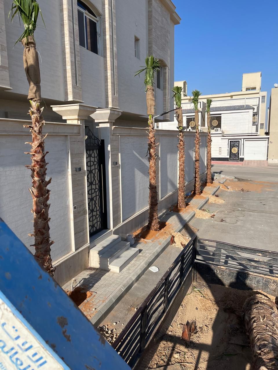 نخل واشنطن زينه أمريكي للبيع