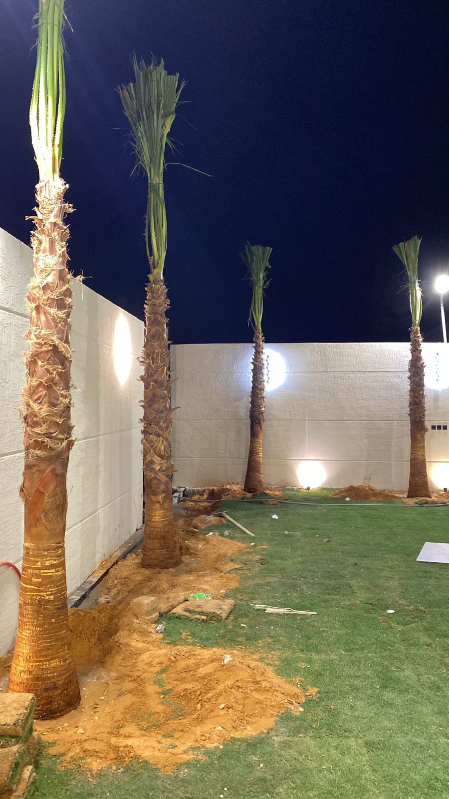 نخل واشنطن زينه أمريكي للبيع