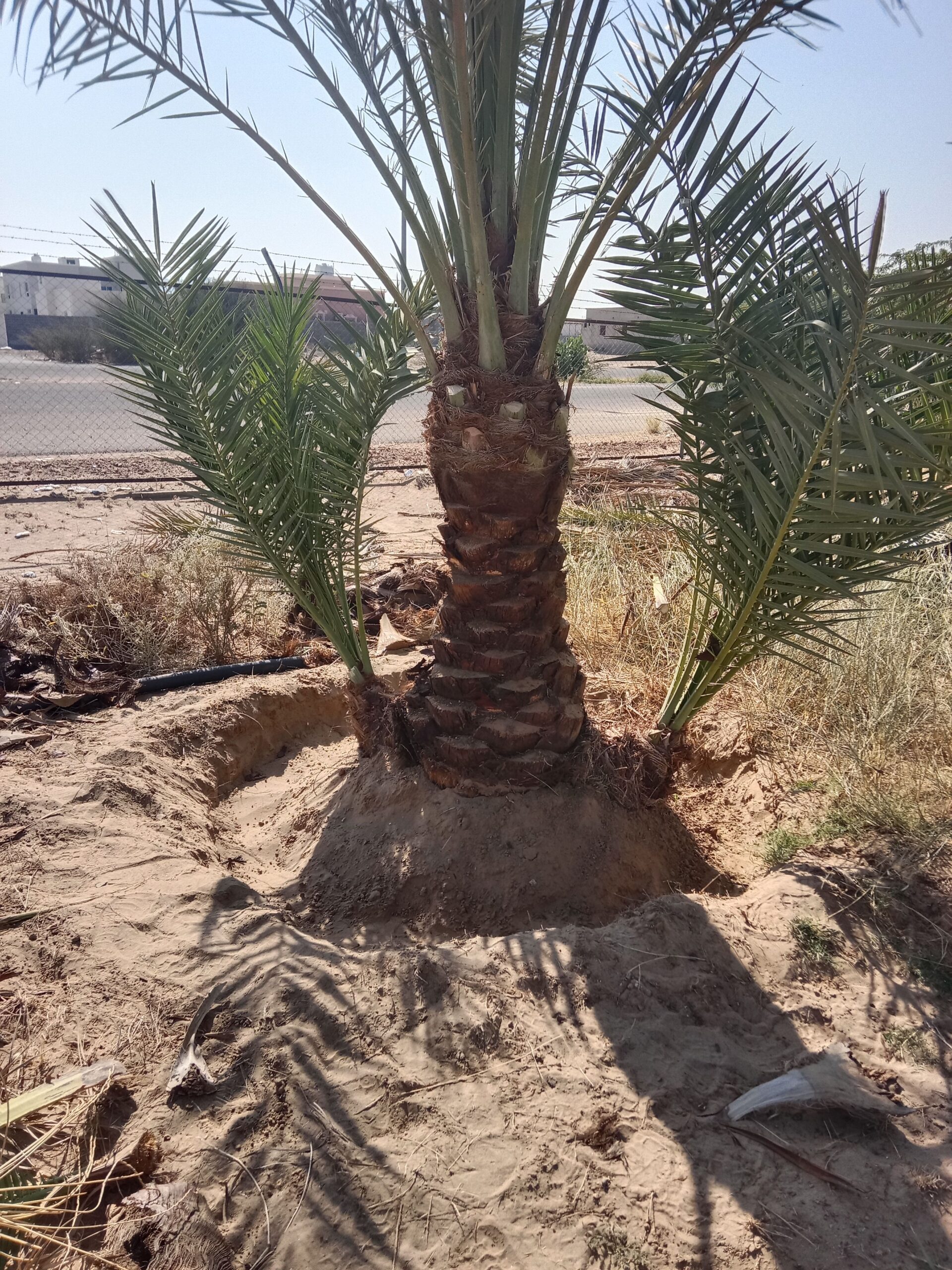 حبونا المنتشر