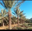 نخل للبيع جده مكه
