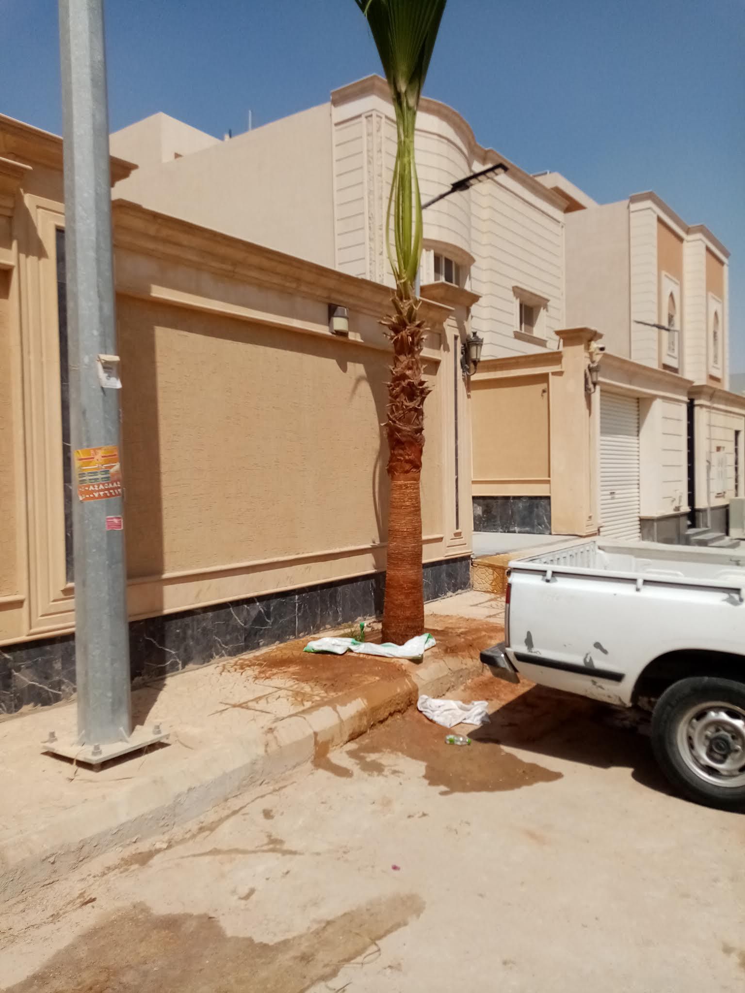 نخل وشنطونيا لزينت القصور والفلل والاستراحات والبي