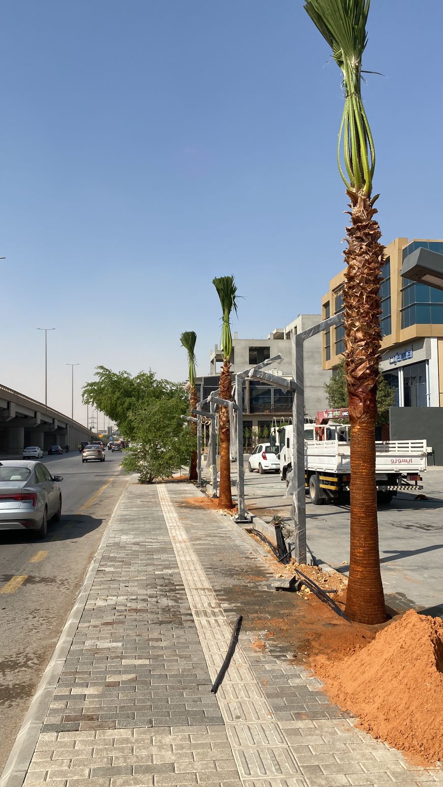 يوجد لدينا نخل واشنطن زينه أمريكي للبيع 0537883348