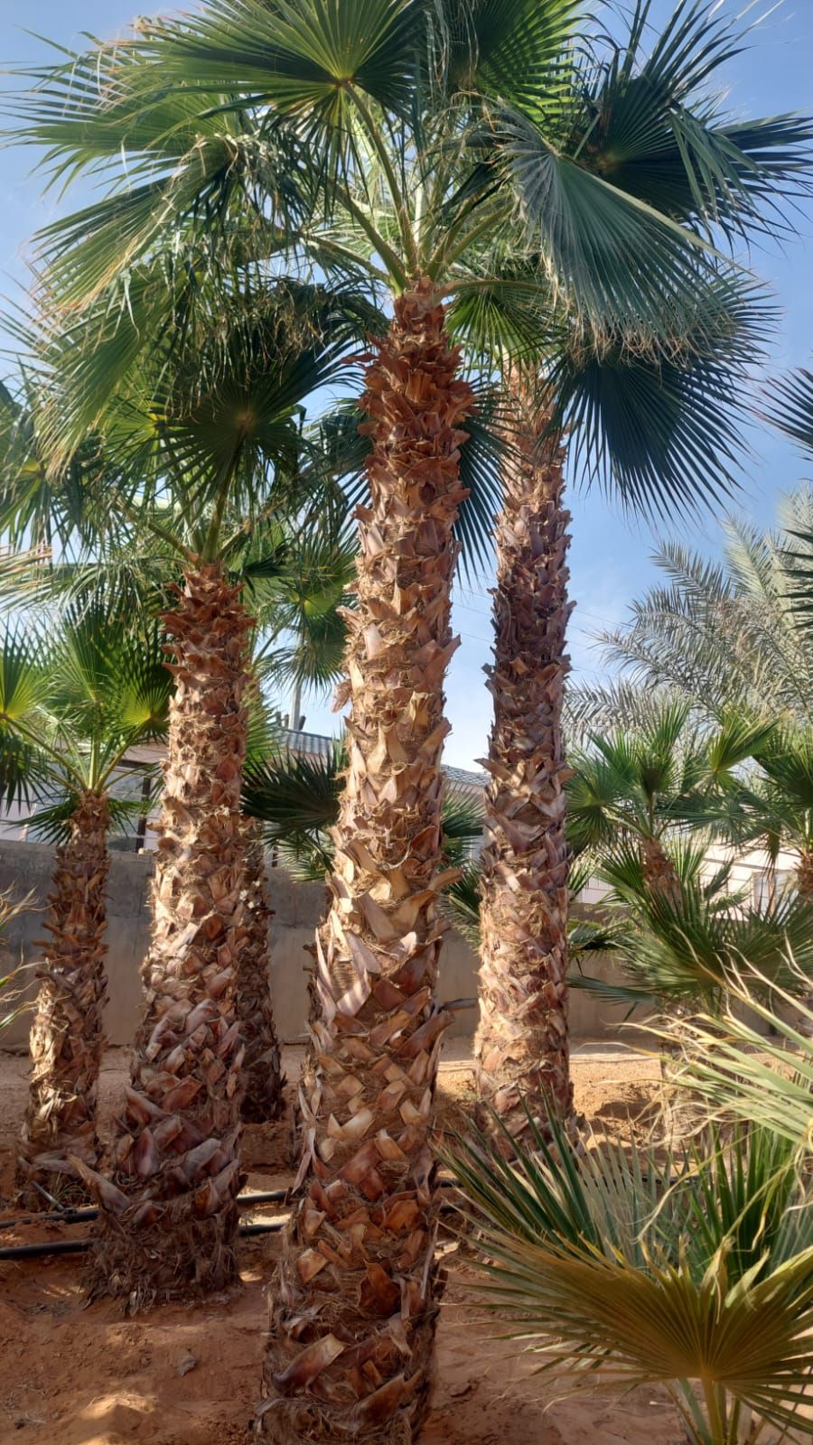 نخل واشنطن زينه أمريكي للبيع 0537883348