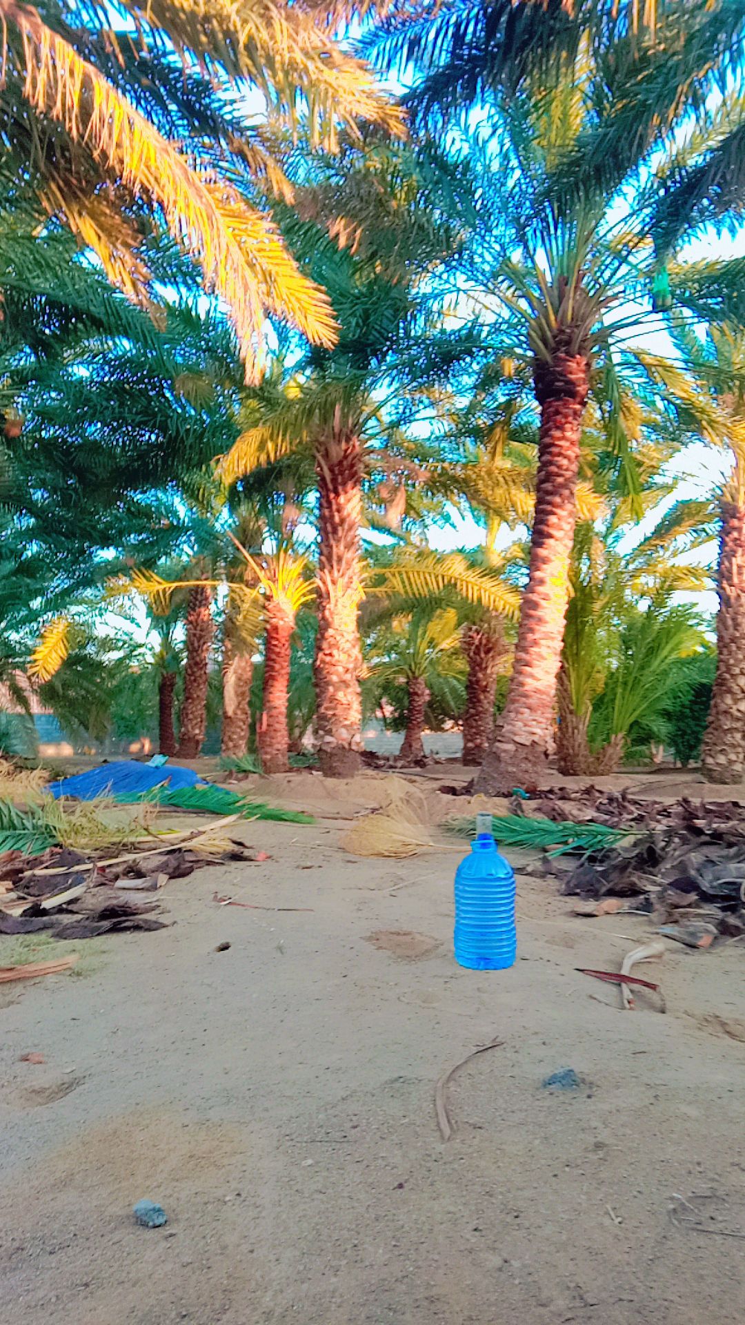 حبونا المنتشر