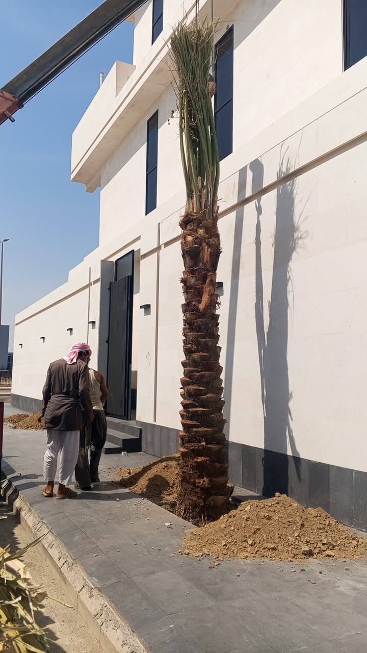 نخل الرياض واشنطني زينه امريكي ابومروحه درجه اولى