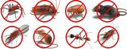 شركة مكافحة حشرات بمكة