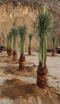 ابو سالم لجميع انوعا انخيل العربي ووشنطني الجوال 0