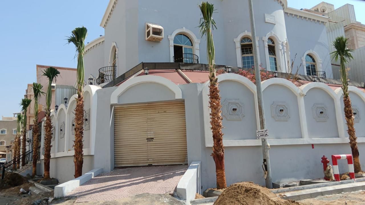 نخل واشنطن زينه أمريكي للبيع