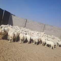 6477d6f7-bab6-47eb-be7b-5409cc49a1b9