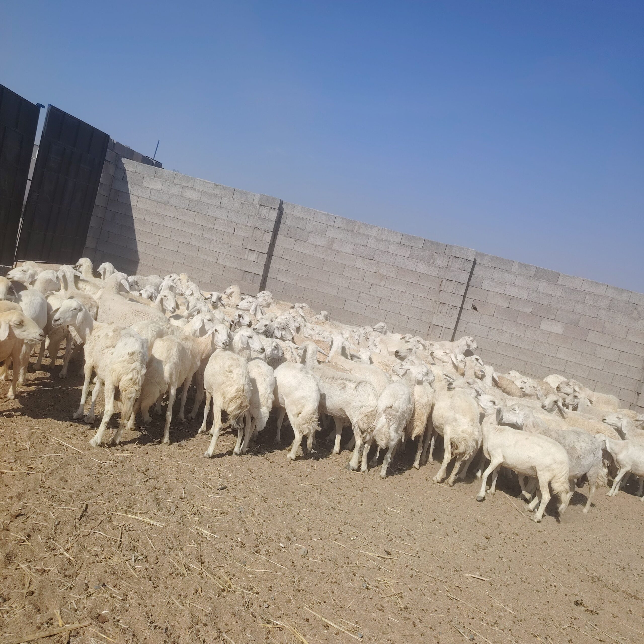 غنم للبيع حريات مقنوي حرش