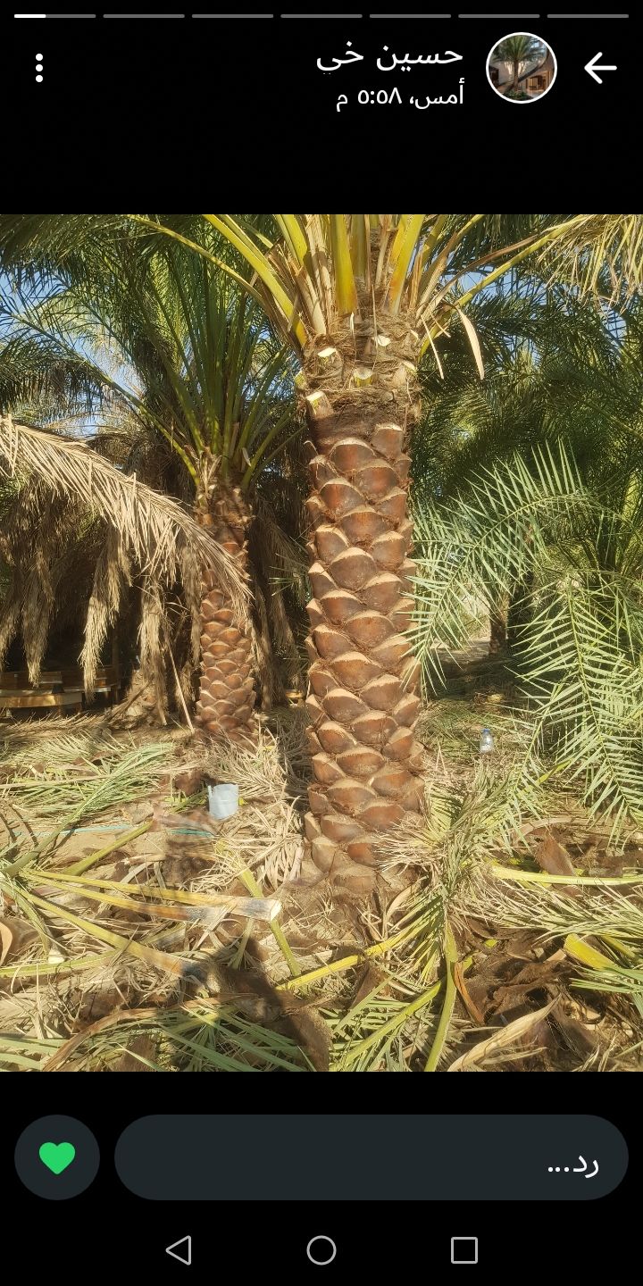 يوجد لدينا نخيل عربي جميع انوايع متوفره وجميع المق