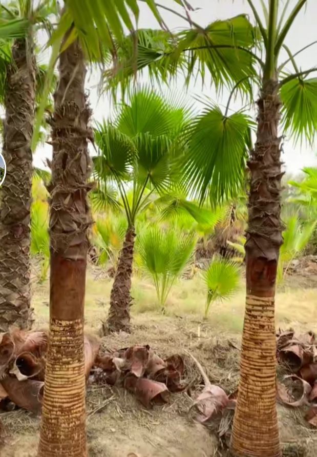 نخل للبيع جده مكه