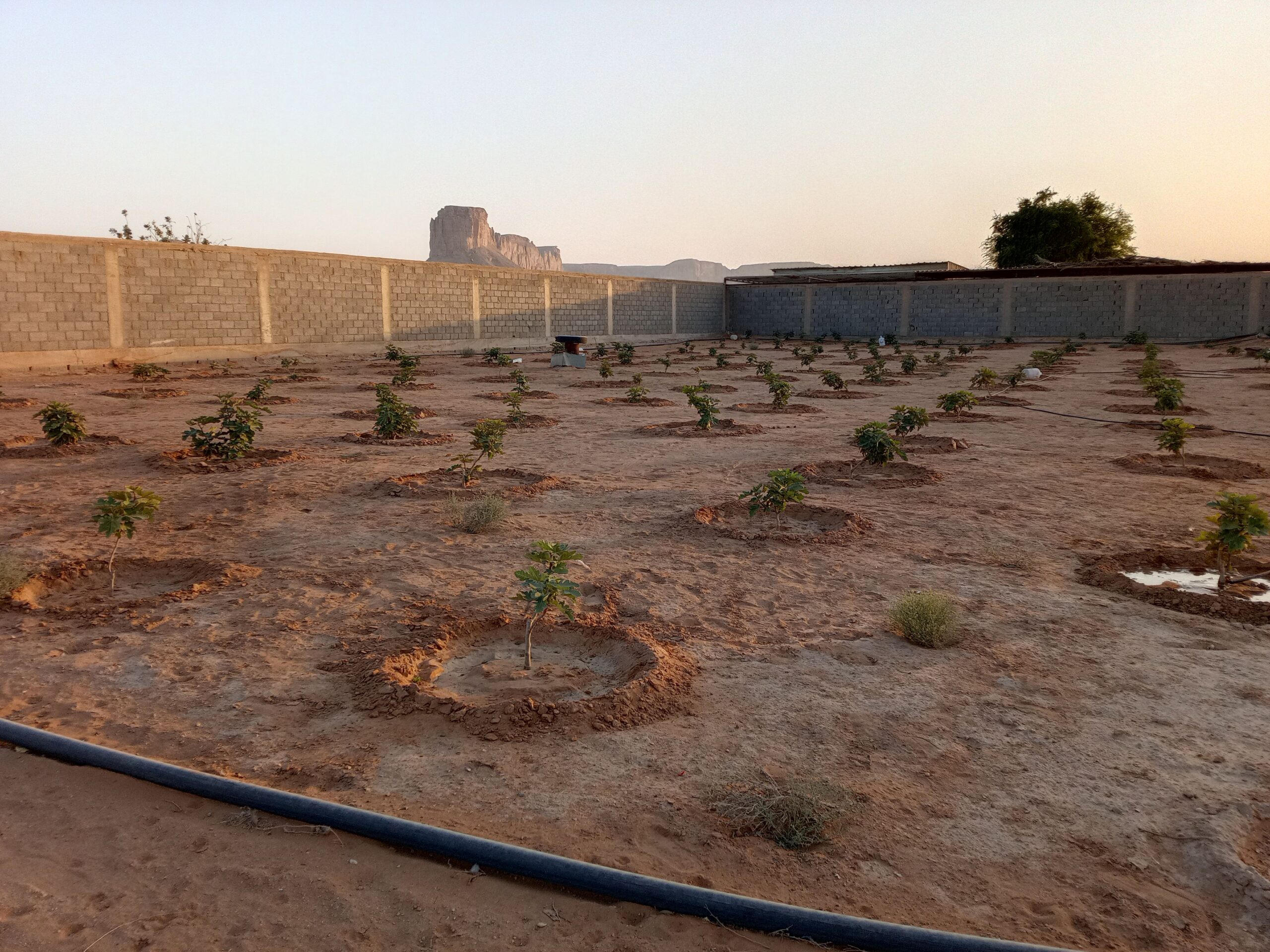 موجود عامل استراحه مزرعة سقي أشجار تنظيف