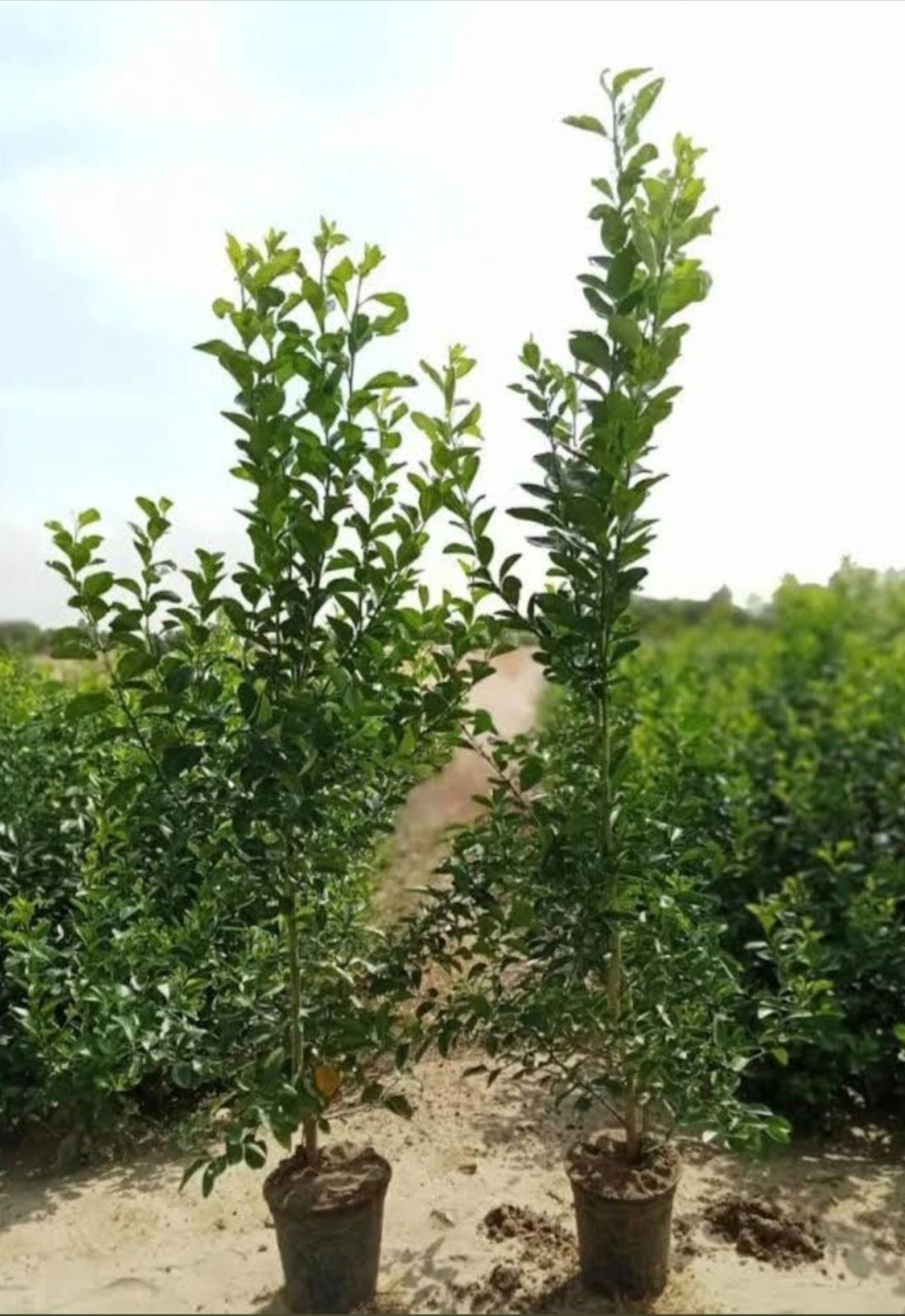 شتلات ليمون بن زهير