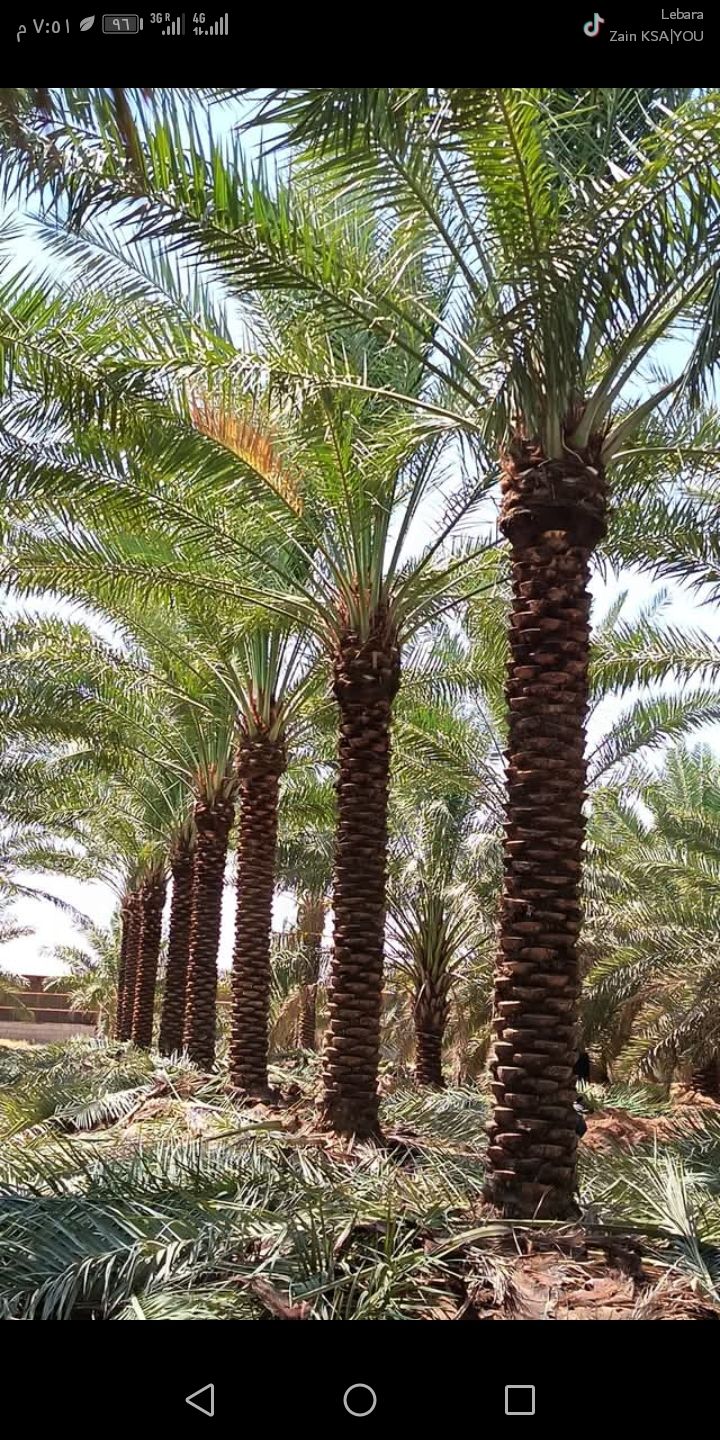 يوجد لدينا نخيل عربي جميع انوايع متوفره وجميع المق