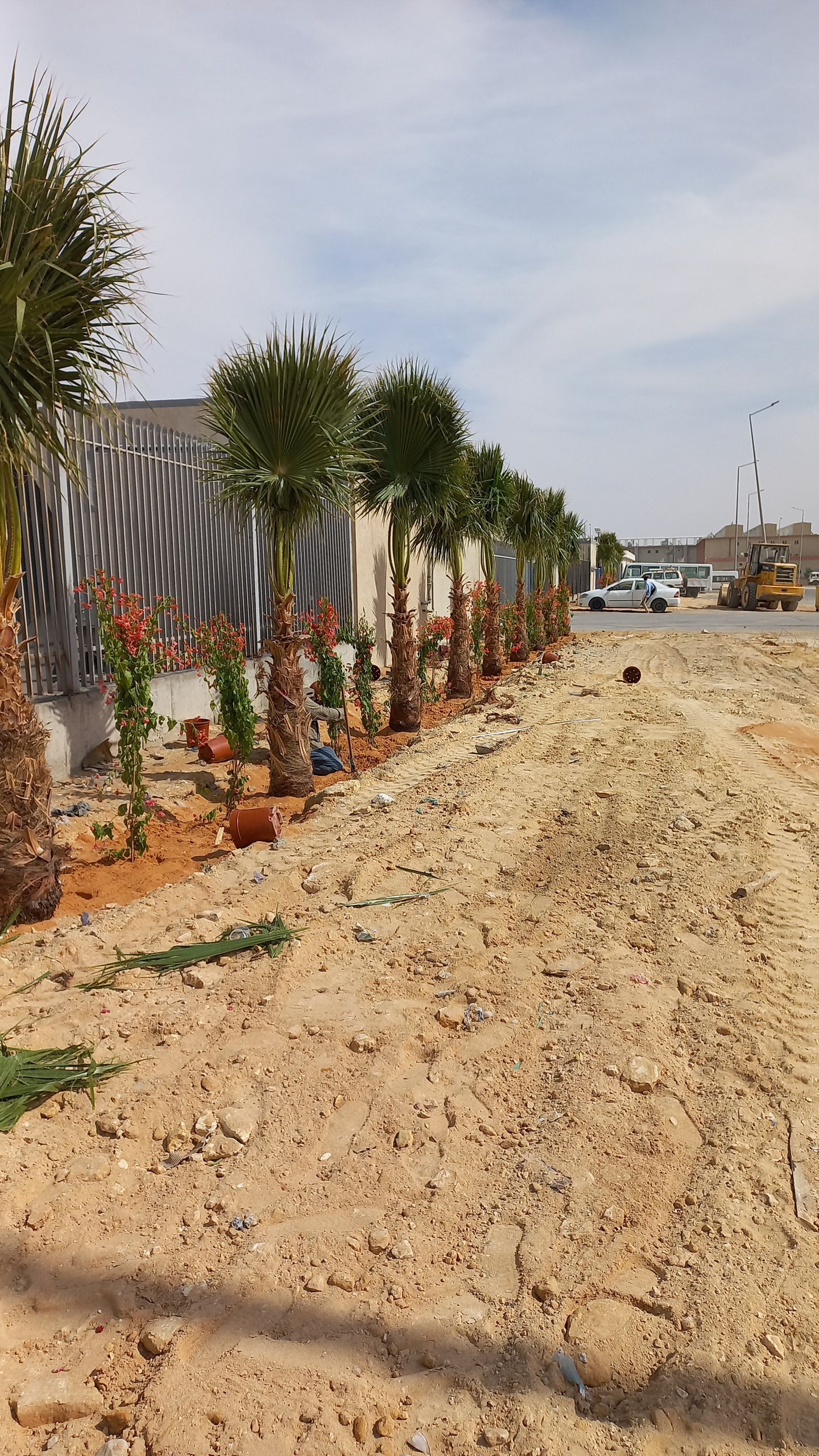 نخل واشنطن زينه أمريكي للبيع 0537883348