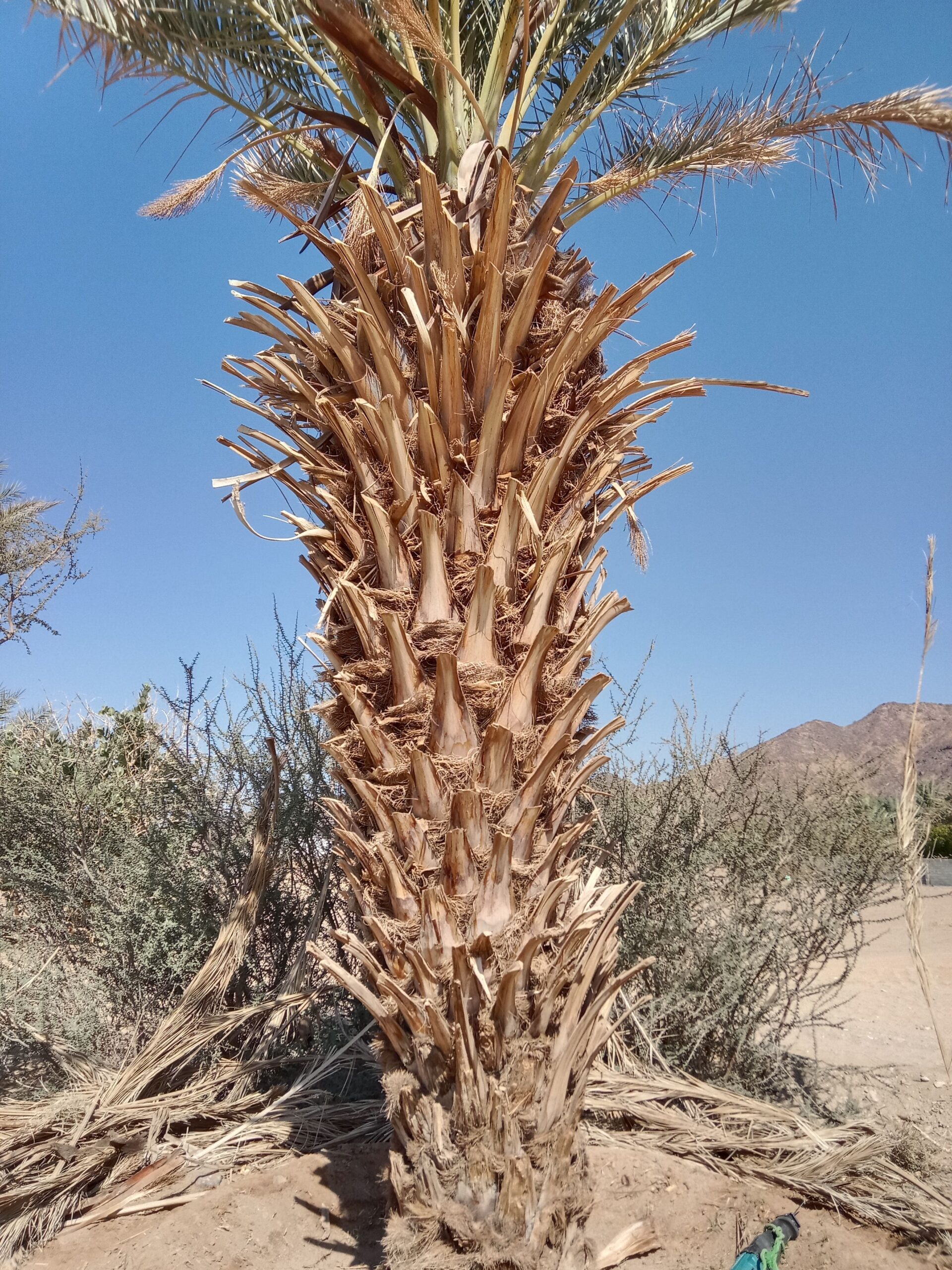 حبونا المنتشر