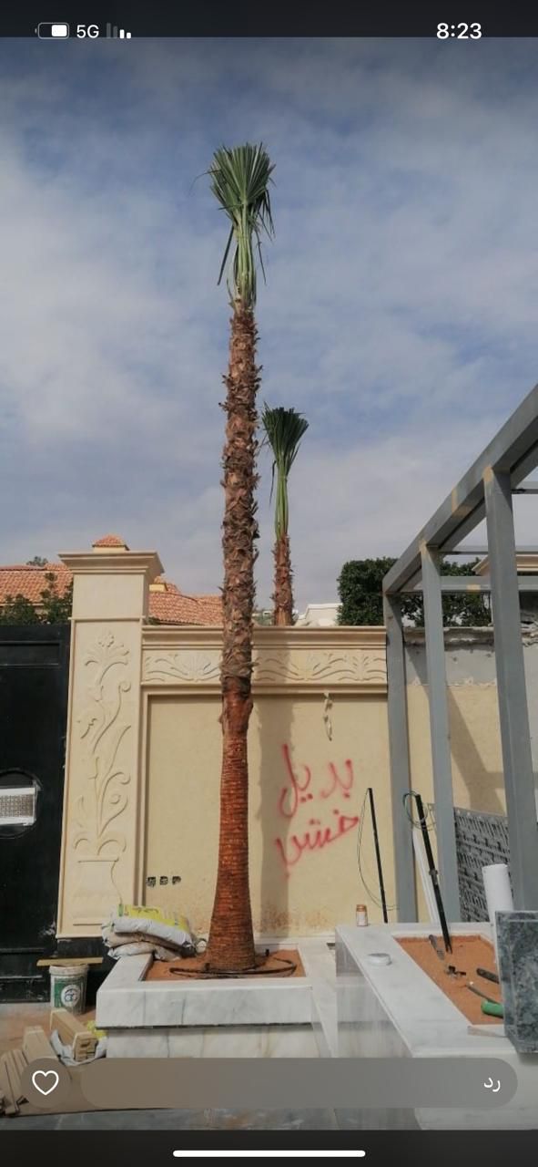 نخل واشنطن زينه أمريكي للبيع 0537883348