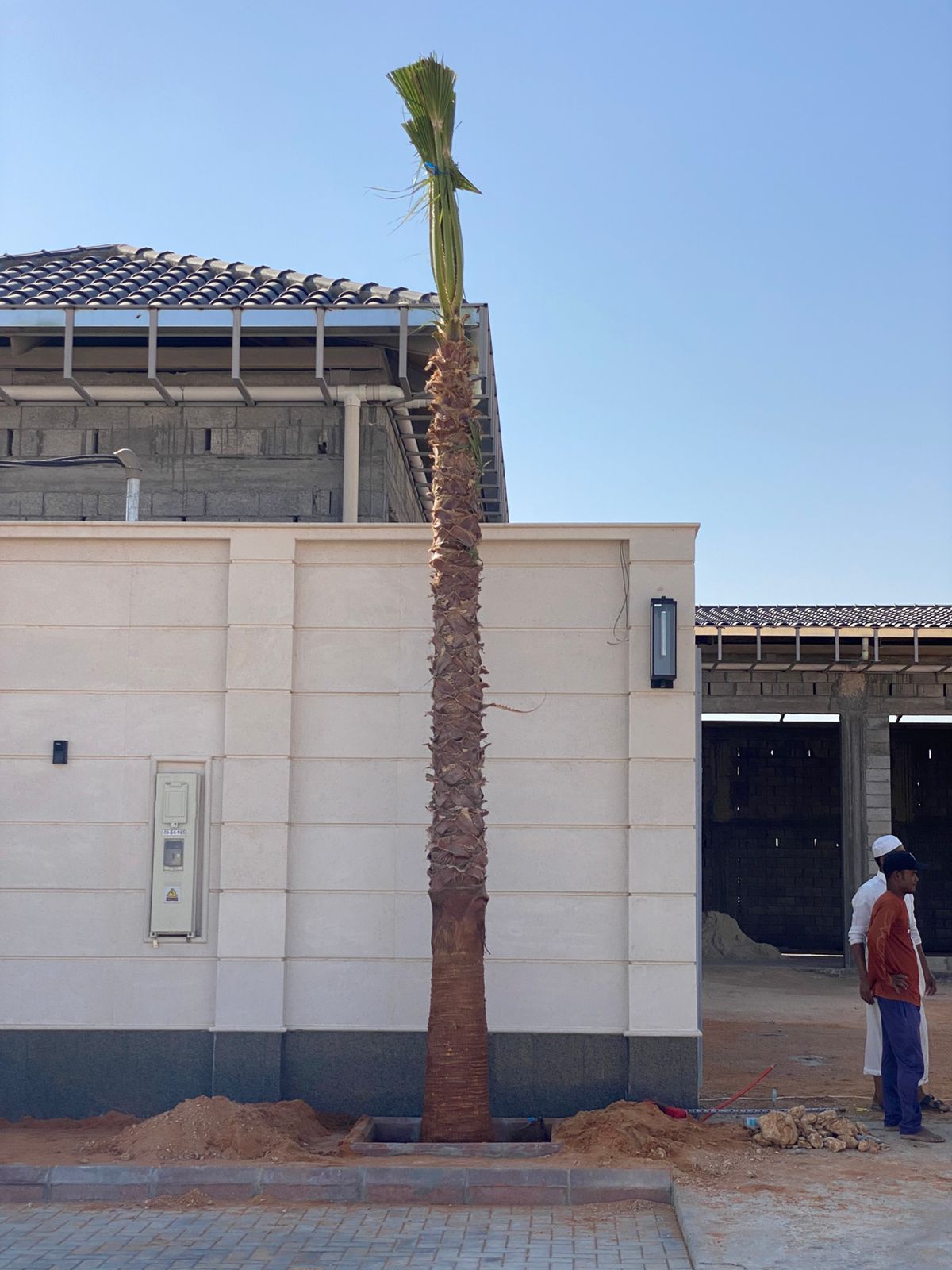 نخل واشنطن زينه أمريكي للبيع 0537883348