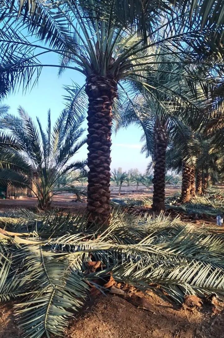 نخل الرياض واشنطني زينه امريكي ابومروحه درجه اولى
