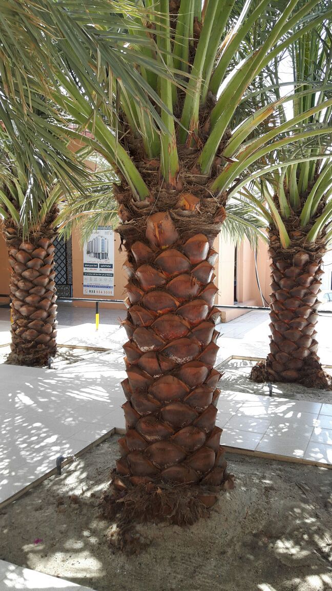 ابو سالم لجميع انوع انخيل لتوريد وزراع