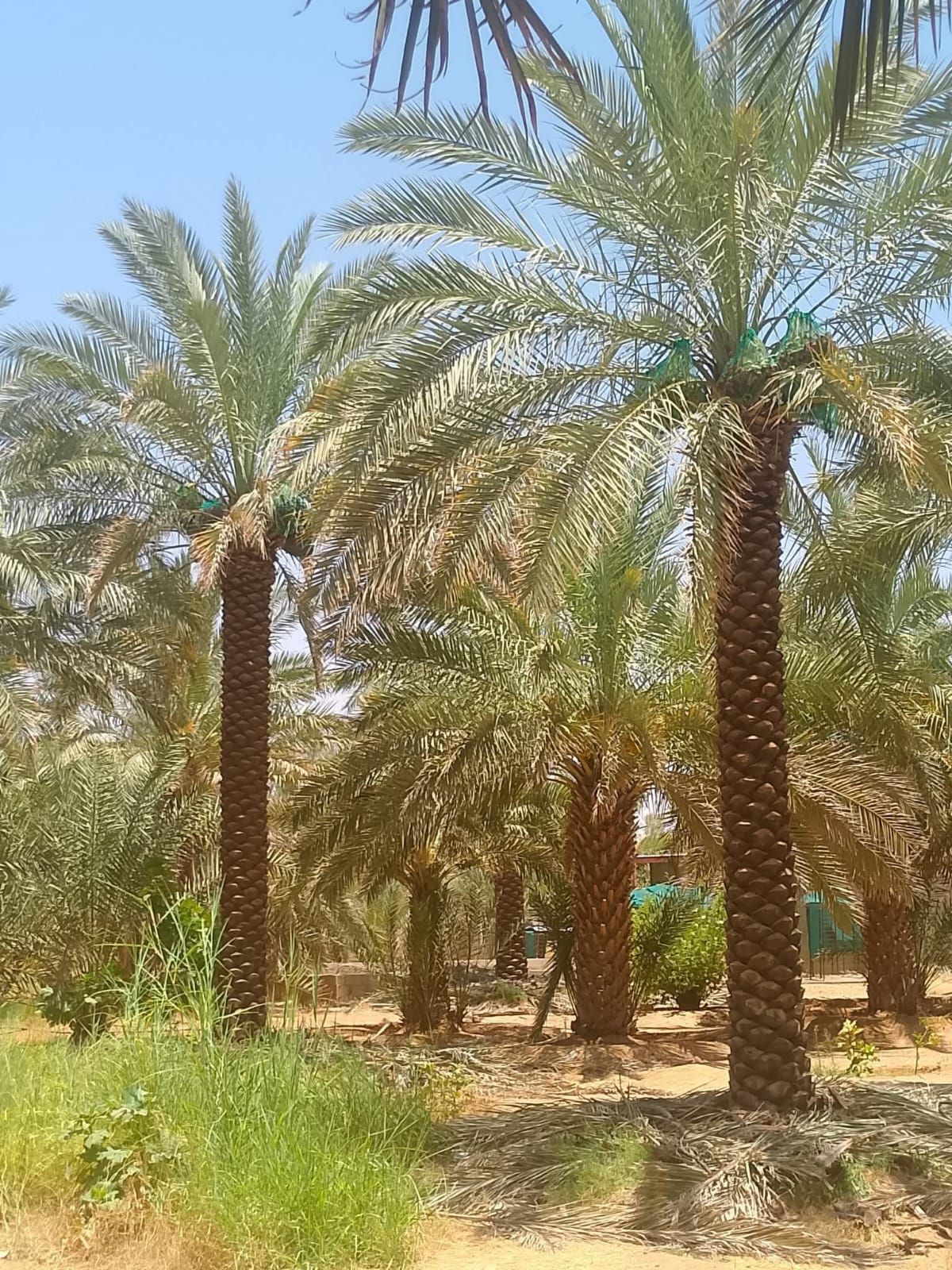 نخل الرياض واشنطني زينه امريكي ابومروحه درجه اولى