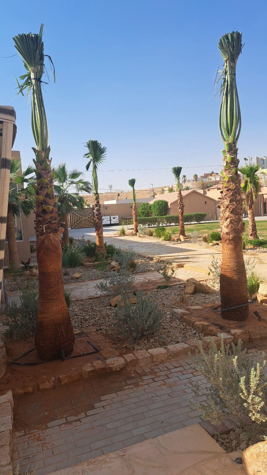 نخل واشنطن زينه أمريكي للبيع 0537883348