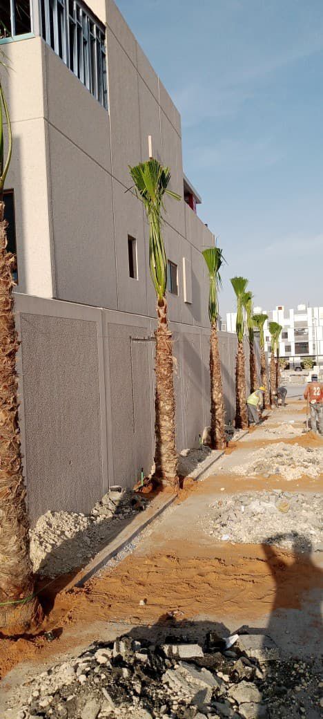 نخل للبيع بجميع انواعه وكافت مقاساته المختلفة وقسم