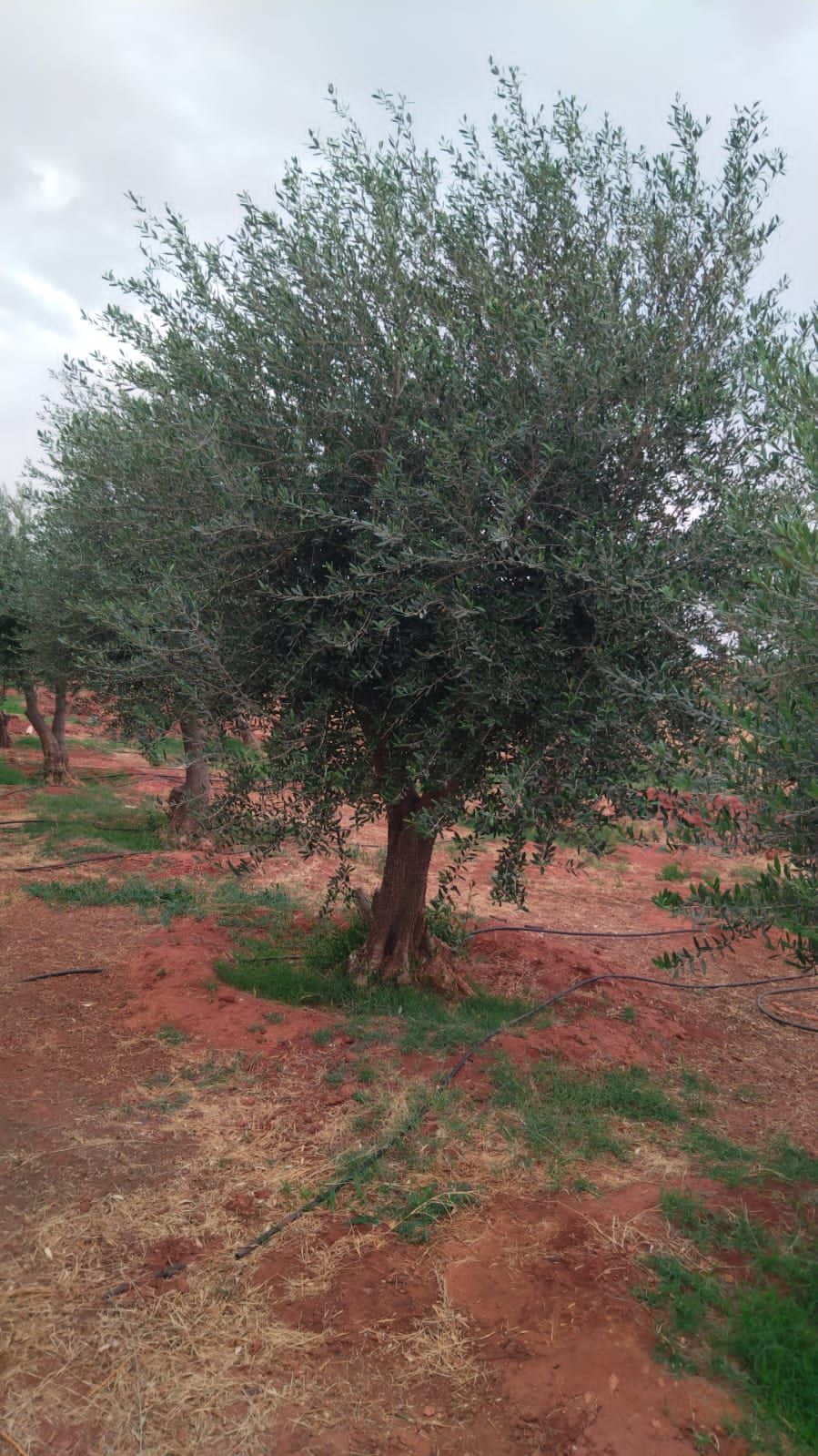 يوجد الدنيا زيتون بجميع أنواعها كبار وسط سغار حياك