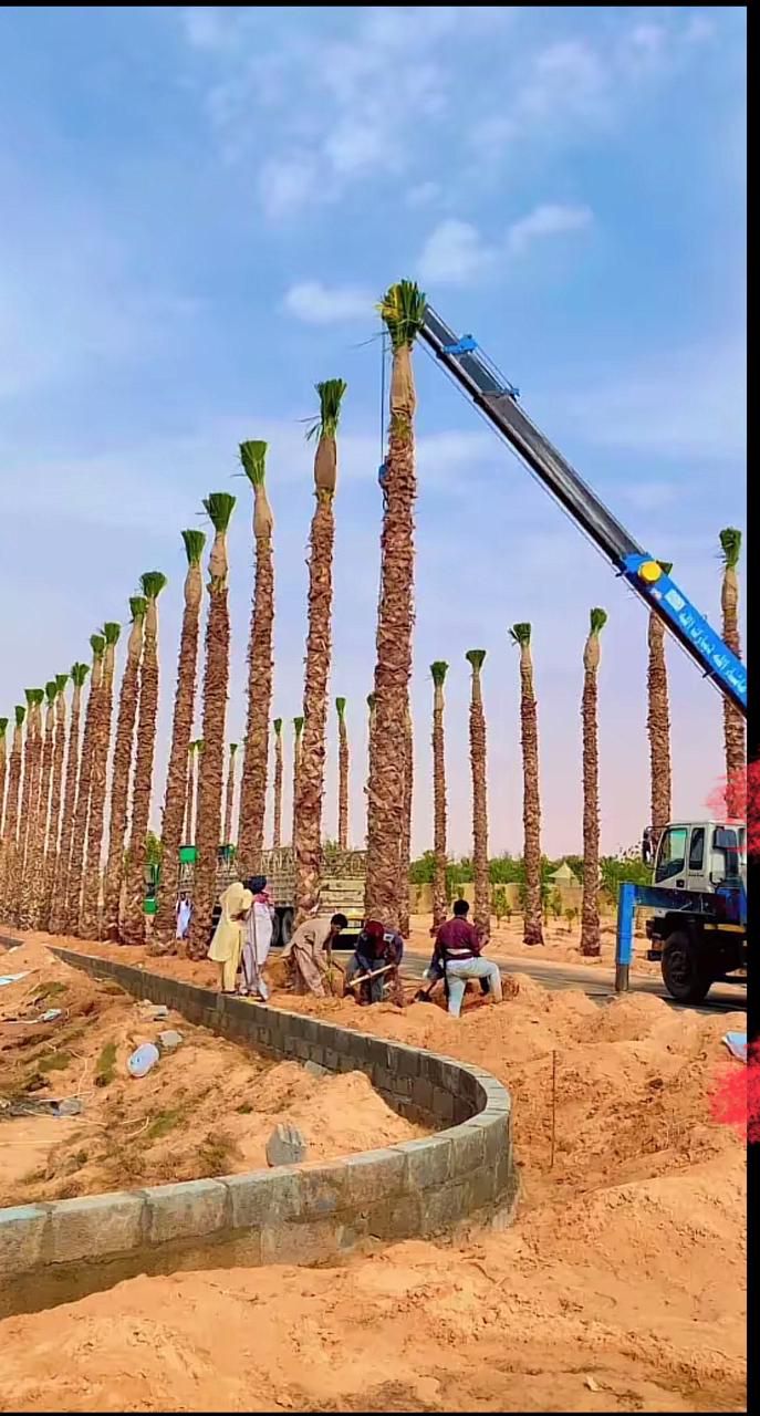 نخل واشنطن زينه أمريكي للبيع 0537883348