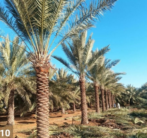 ابو سالم لجميع انوعا انخيل العربي ووشنطني الجوال 0