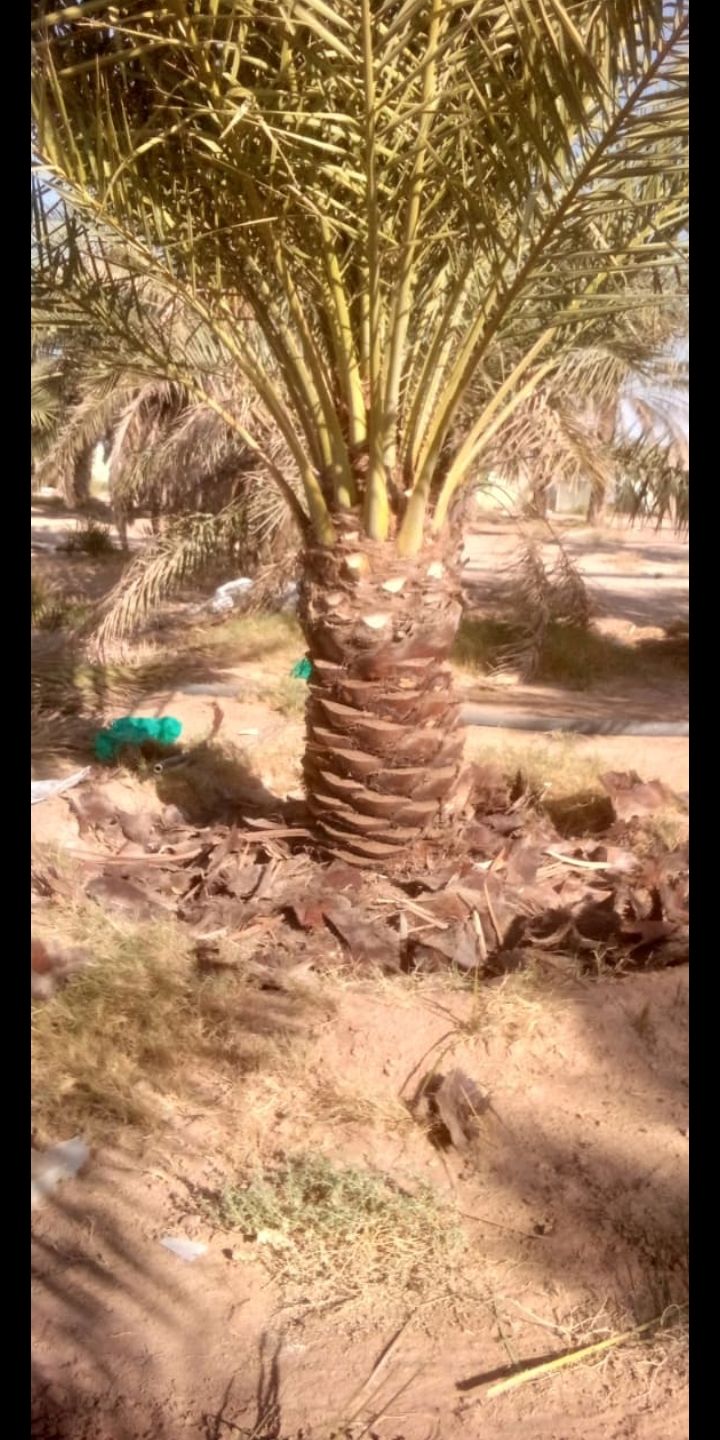نخيل عربي جميع المقسات متوفره